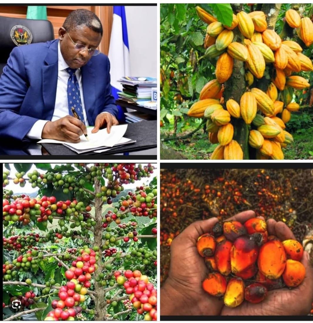 Cross River State Executive Council Approves Bill to Institutionalise Tree Crops Development