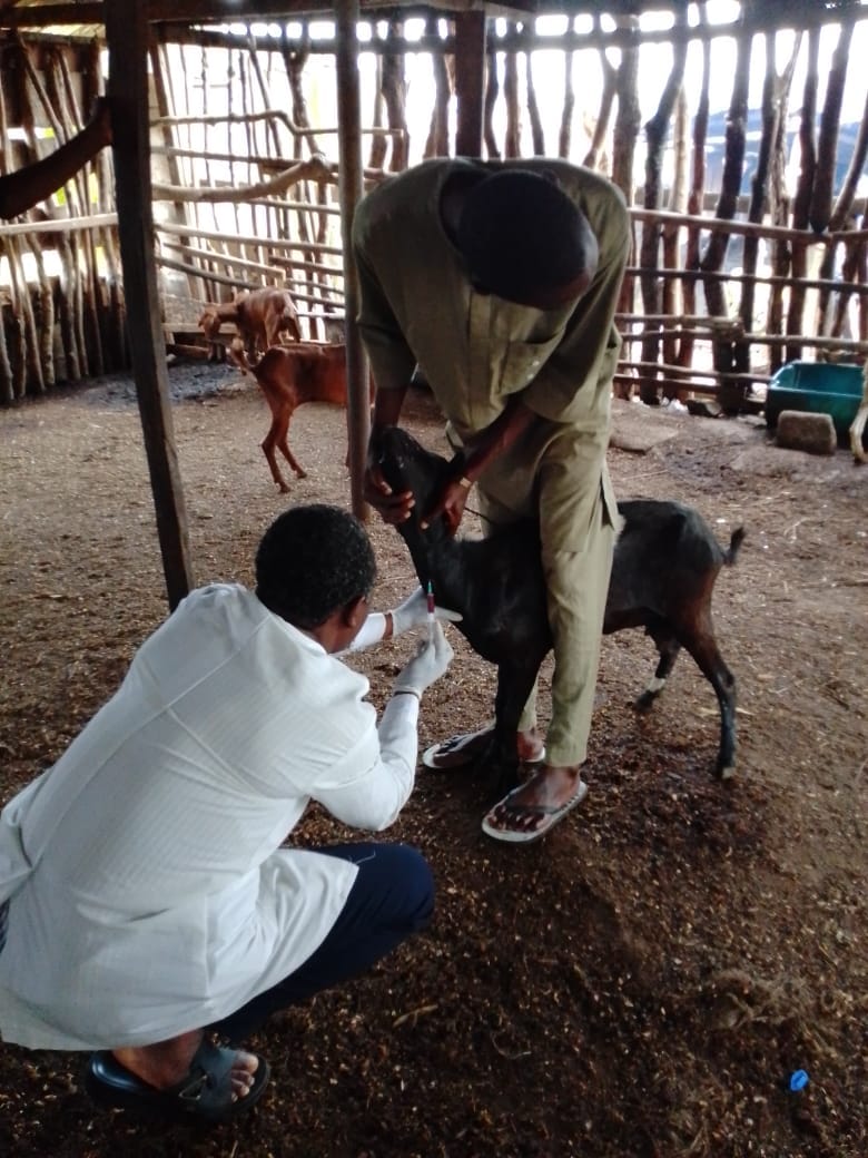 FG, C'RIVER COMMENCE LIVESTOCK SURVEILLANCE, TARGET 600 SAMPLES FOR PPR ERADICATION